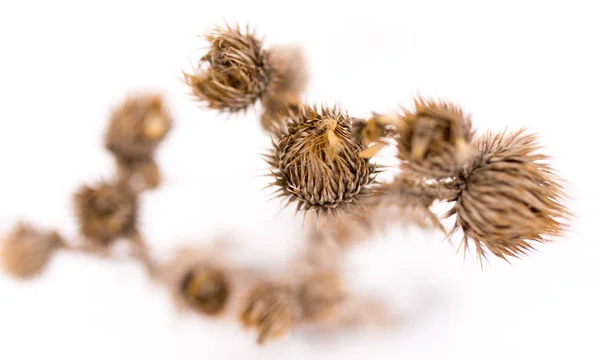 Dry grass in the winter in the snow. Dried vegetation. Winter landscape. Frozenned grass. Selective focus — Stock Photo, Image