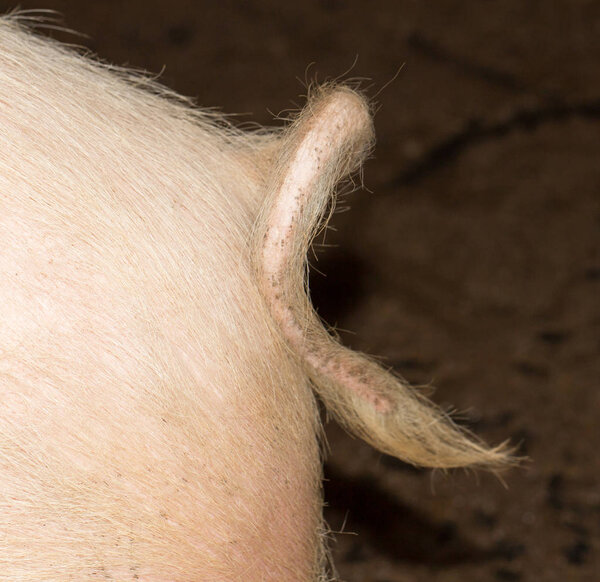 The curly tail of a piglet