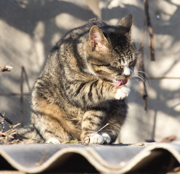 Gatto sul tetto di una casa sulla natura — Foto Stock