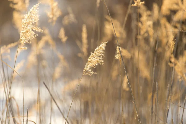 Vintage photo of dry wild meadow flowers in winter field on sunny natural background in morning. Outdoor — Stock Photo, Image