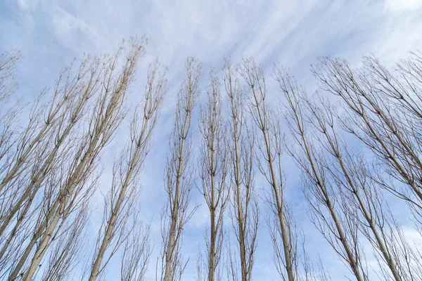 Branches nues d'un peuplier contre le ciel bleu — Photo