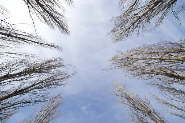 Branches nues d'un peuplier contre le ciel bleu — Photo