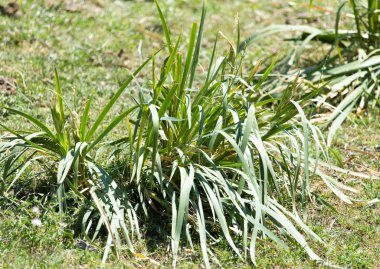 büyük yaprakları ile çim tesisi