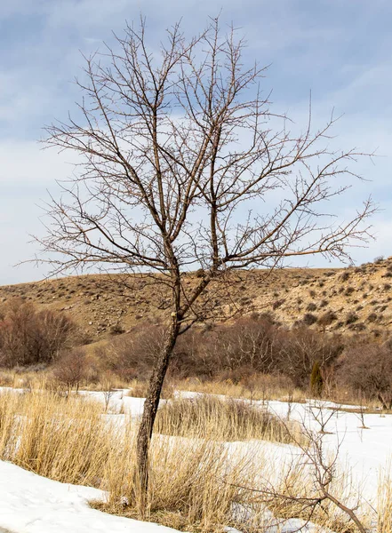 Árbol desnudo en invierno en la naturaleza — Foto de Stock