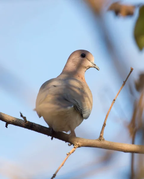 Dove na strom v přírodě — Stock fotografie