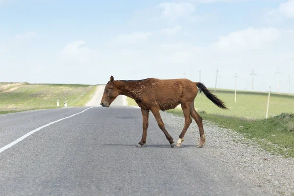 Άλογο στο δρόμο — Φωτογραφία Αρχείου