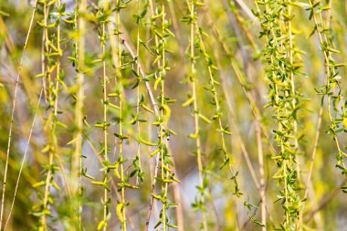 Söğüt ağacı çiçek niteliğine