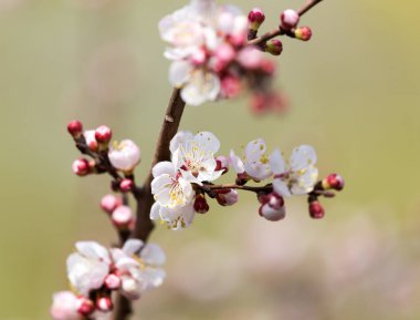 Kayısı çiçekleri doğada bir ağaçta
