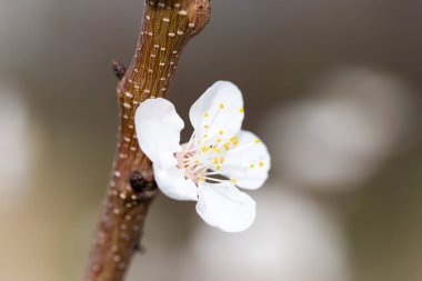 Kayısı çiçekleri doğada bir ağaçta