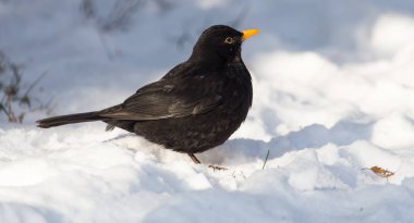 Starling kışın karda