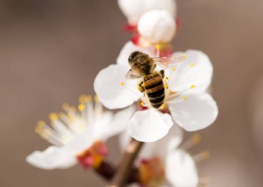 Doğadaki bir çiçeğin üzerindeki arı. makro