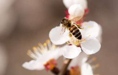 Doğadaki bir çiçeğin üzerindeki arı. makro