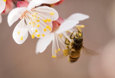 Doğadaki bir çiçeğin üzerindeki arı. makro