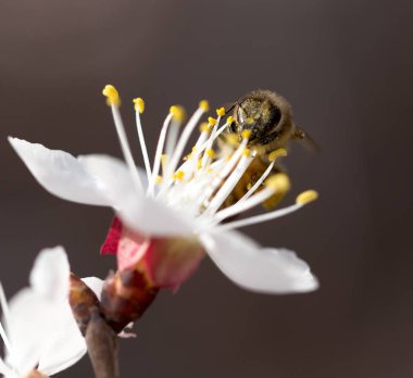 Doğadaki bir çiçeğin üzerindeki arı. makro