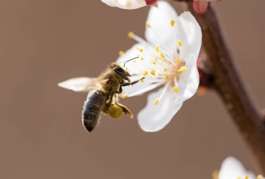Doğadaki bir çiçeğin üzerindeki arı. makro