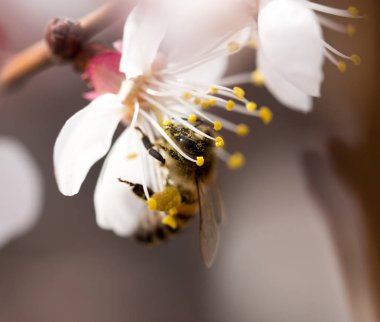 Doğadaki bir çiçeğin üzerindeki arı. makro