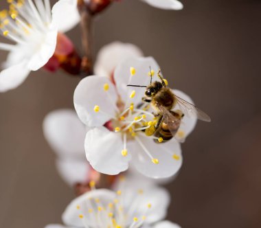 Doğadaki bir çiçeğin üzerindeki arı. makro