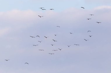 Gökyüzünde uçan bir martı sürüsü