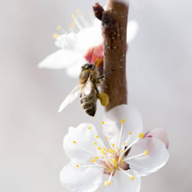 Doğadaki bir çiçeğin üzerindeki arı. makro
