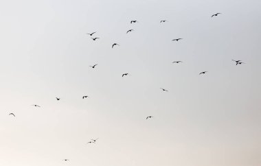 Gün batımında gökyüzünde bir martı sürüsü