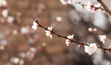 Kayısı çiçekleri doğada bir ağaçta
