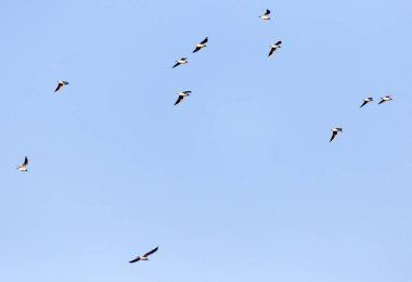 Mavi gökyüzüne karşı bir martı sürüsü