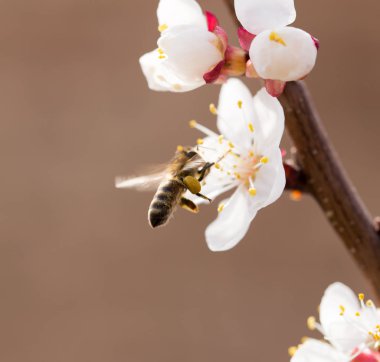 Doğadaki bir çiçeğin üzerindeki arı. makro