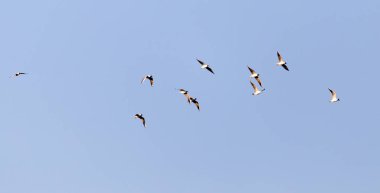 Mavi gökyüzüne karşı bir martı sürüsü