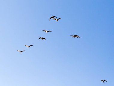 Mavi gökyüzüne karşı bir martı sürüsü