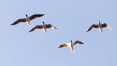 Mavi gökyüzüne karşı bir martı sürüsü