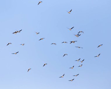 Mavi gökyüzüne karşı bir martı sürüsü