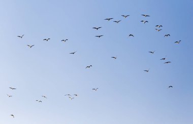 Mavi gökyüzüne karşı bir martı sürüsü