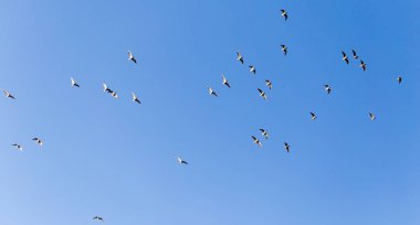 Mavi gökyüzüne karşı bir martı sürüsü