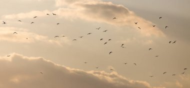 Gün batımında gökyüzünde bir martı sürüsü