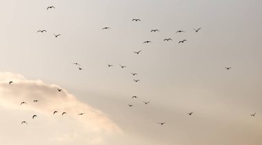Gün batımında gökyüzünde bir martı sürüsü