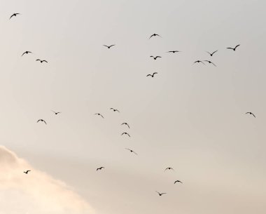Gün batımında gökyüzünde bir martı sürüsü