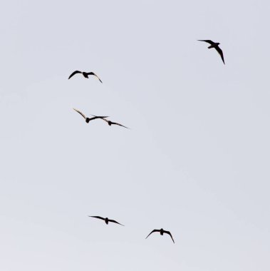 Gün batımında gökyüzünde bir martı sürüsü