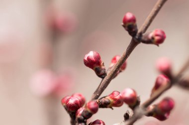 Kayısı çiçekleri doğada bir ağaçta