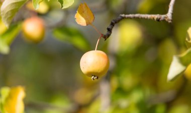 Olgun elmalar doğada ağaçta