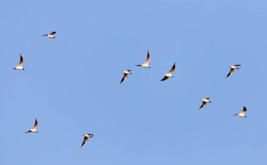 Mavi gökyüzüne karşı bir martı sürüsü