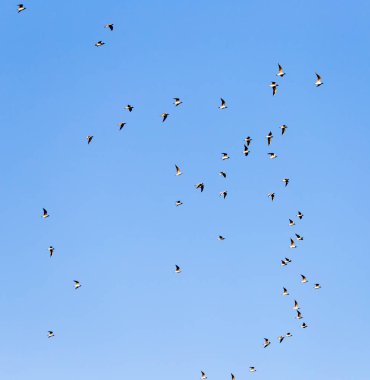 Mavi gökyüzüne karşı bir martı sürüsü
