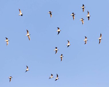 Mavi gökyüzüne karşı bir martı sürüsü