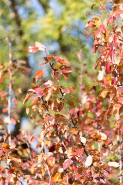 sonbaharda bir ağacın kırmızı yaprakları
