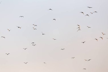 Gün batımında gökyüzünde bir martı sürüsü