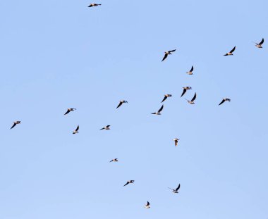 Mavi gökyüzüne karşı bir martı sürüsü