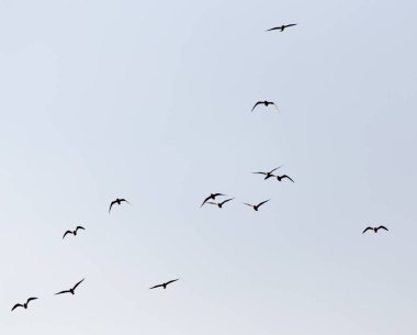 Gün batımında gökyüzünde bir martı sürüsü