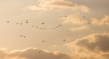 Gün batımında gökyüzünde bir martı sürüsü