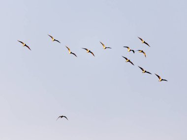 Gün batımında gökyüzünde bir martı sürüsü