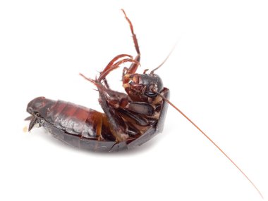 Beyaz arka planda hamamböceği