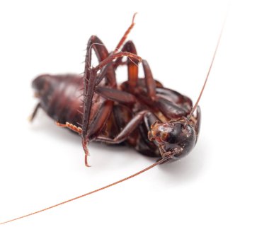 Beyaz arka planda hamamböceği